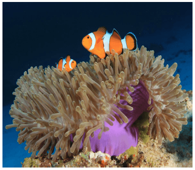 fische