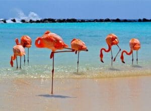 Flamingos beim Tauchurlaub auf Aruba entdecken