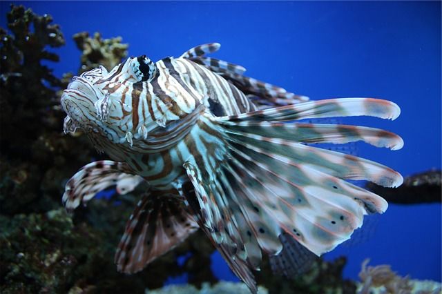 lion-fish-699277_640