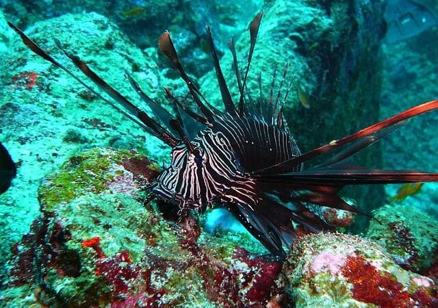red-fire-fish-216369_640