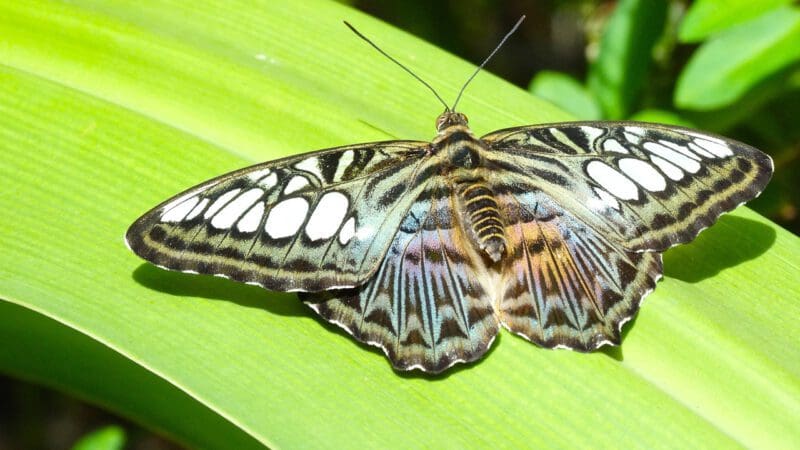 schmetterling (1)
