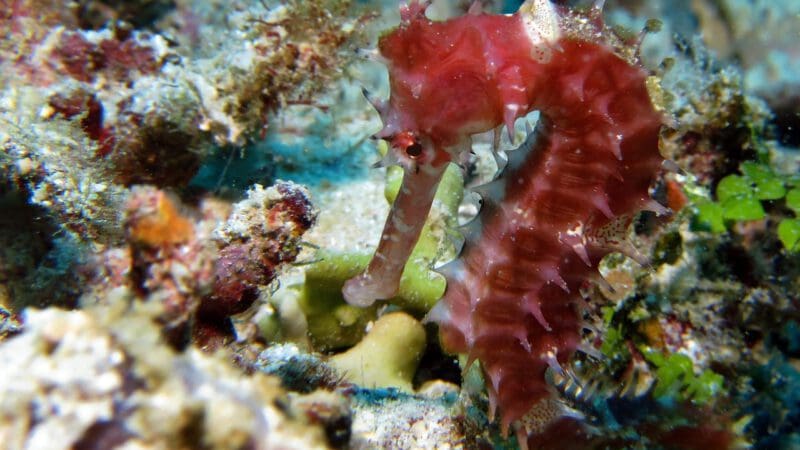 seahorse-g6c62a2132_1280-min