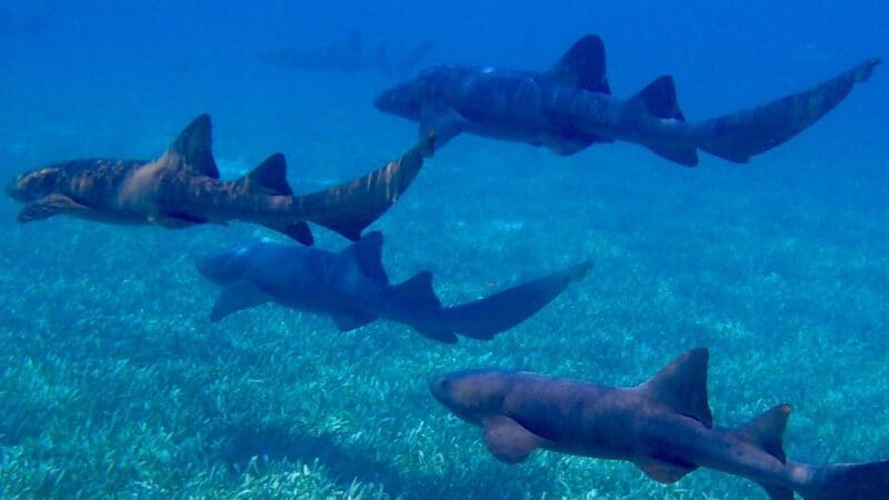 sharks-g82ee0b07c_1280-min