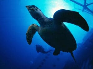Mit Wasserschildkröten auf den ABC Inseln tauchen