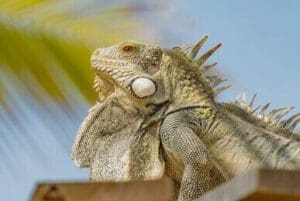 Riesenechse im Bonaire Urlaub entdecken