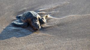 Baby Schildkröte am Strand von Curacao