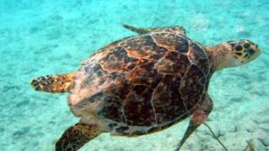 curacao-schildkroeten-unterwasser