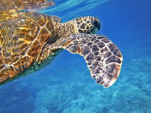 Curacao Schildkröte entdecken